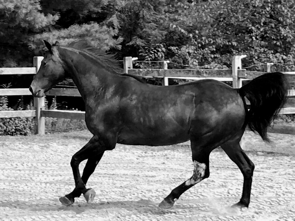 telstar philosophy bw telstar philosophy bw